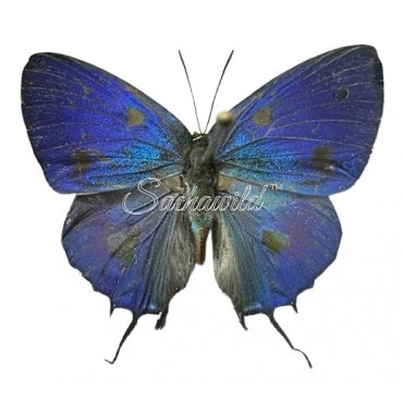 Lamasina Lathy (Male)