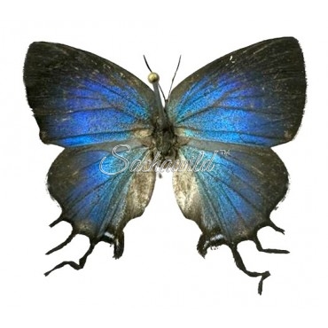 Lamasina Lathy (Female)