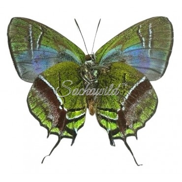 Lamasina Lathy (Male)