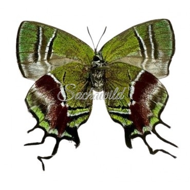 Lamasina Lathy (Female)