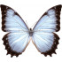 Morpho Theseus Juturna