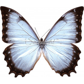 Morpho Theseus Juturna