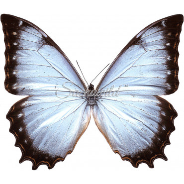 Morpho Theseus Juturna