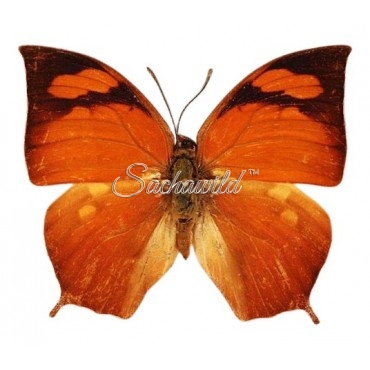 Anaea (Fountainea) Eurypyle