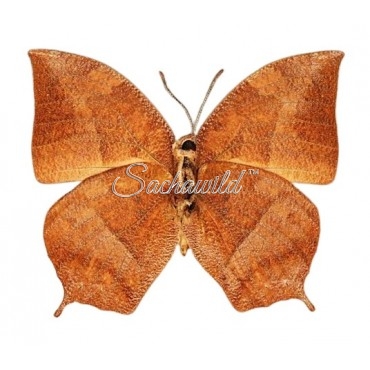 Anaea (Fountainea) Eurypyle