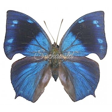 Anaea (Memphis) Florita