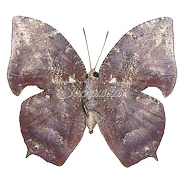 Anaea (Memphis) Florita