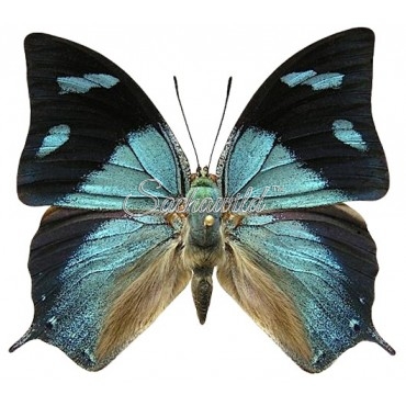 Anaea (Memphis) Glauce