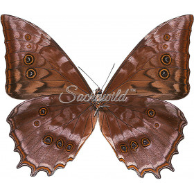 Morpho Theseus Juturna
