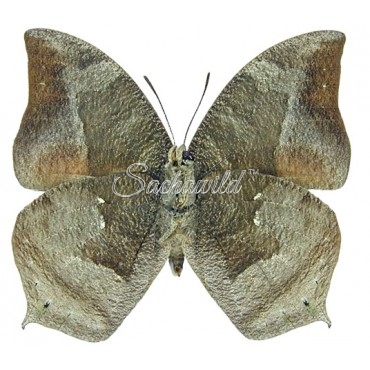 Anaea (Memphis) Glauce