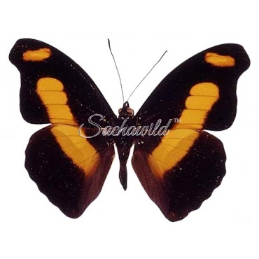 Catonephele Chromis Chromis