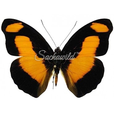 Catonephele Salambria