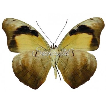 Catonephele Salambria