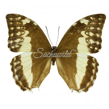 Morpho Uraneis Eugenia (F)