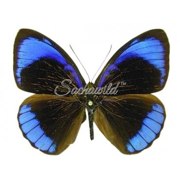 Eunica Alcmena Flora