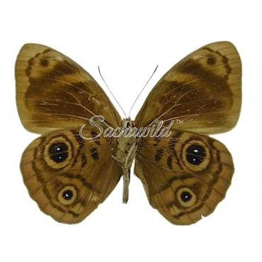 Eunica Alcmena Flora