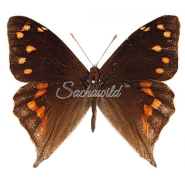 Corades Cistene Generosa