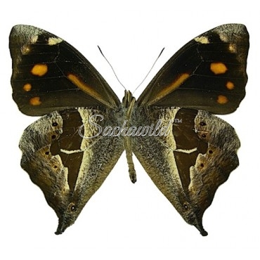 Corades Cistene Generosa