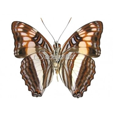 Adelpha Thesprotia
