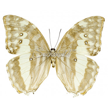 Morpho Uraneis Eugenia (F)