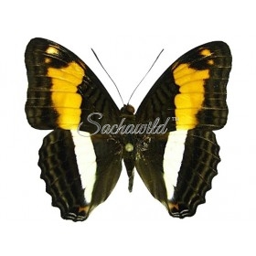 Adelpha Aethalia