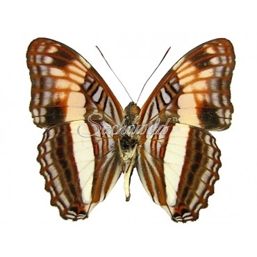 Adelpha Aethalia