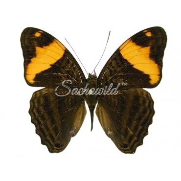 Adelpha Boreas Boreas