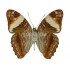 Adelpha Boreas Boreas