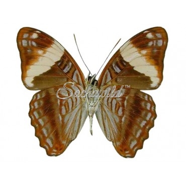 Adelpha Boreas Boreas