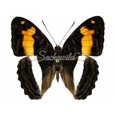 Adelpha Jordani