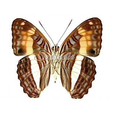Adelpha Jordani