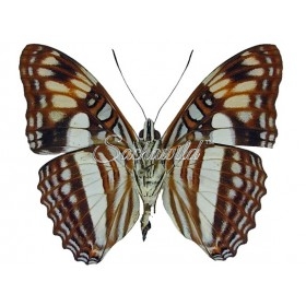 Adelpha Erotia Erotia Lerna
