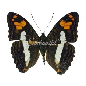 Adelpha Erotia Erotia Lerna