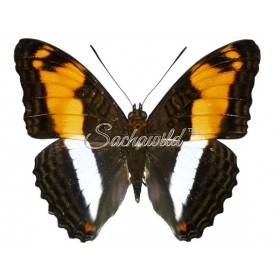 Adelpha Erotia Erotia