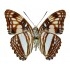 Adelpha Erotia Erotia