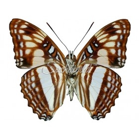 Adelpha Erotia Erotia
