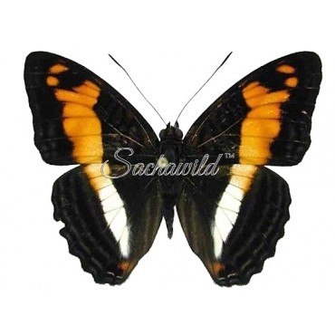 Adelpha Attica Attica