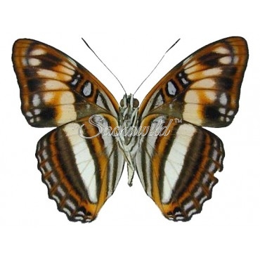 Adelpha Attica Attica