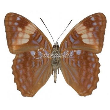 Adelpha Zina Irma