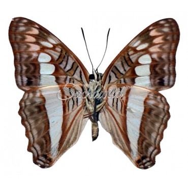 Adelpha Alala