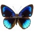 Eunica Eurota (M)