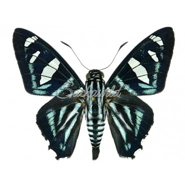 Jemadia Hewitsonii Hewitsoni