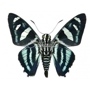 Jemadia Hewitsonii Hewitsoni