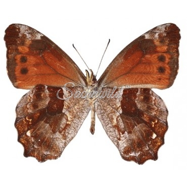 Lasiophila Alkaios (M)