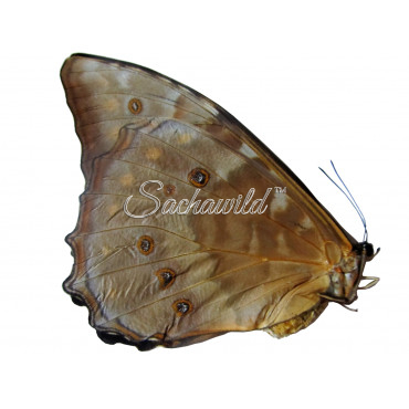 Morpho Telemachus Foucheri (F)