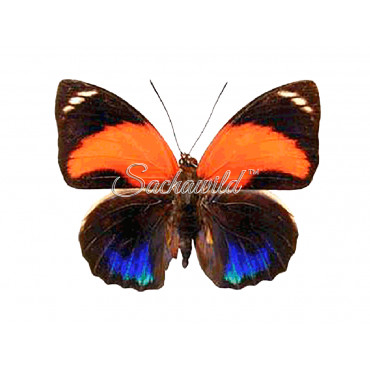 Agrias Pericles Peruviana