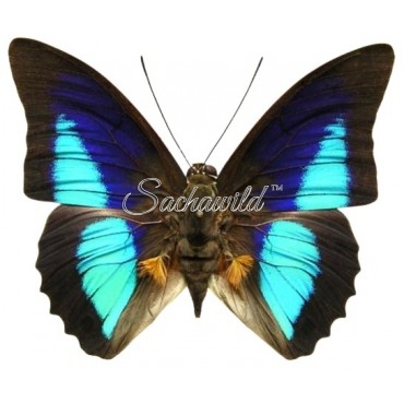 Prepona Pseudomphale