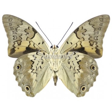 Prepona Pseudomphale