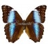 Morpho Deidamia