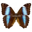 Morpho Deidamia Spp. (F)